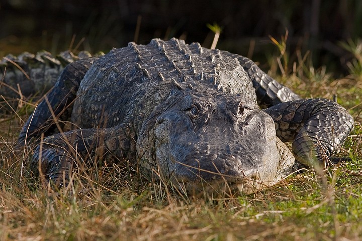 Alligator Alligator mississippiensis American Alligator